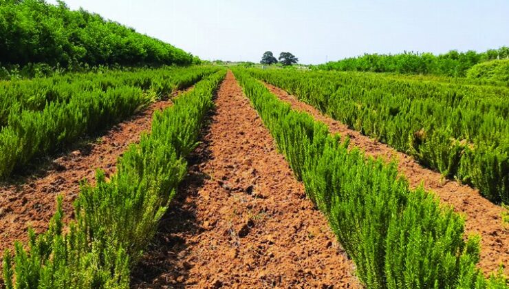 Sakarya’da biberiye üretimi 12 tona ulaştı